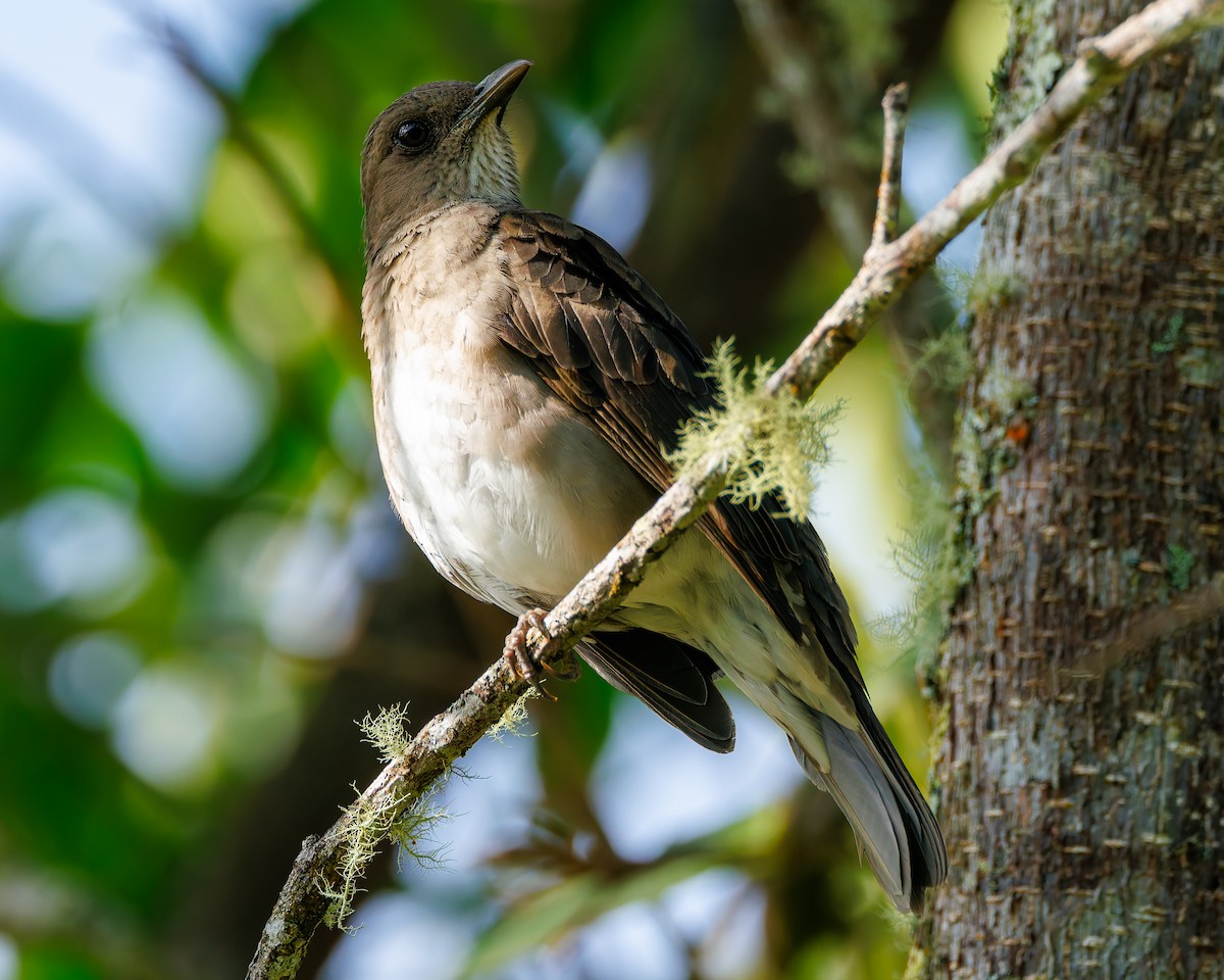 Black-billed Thrush (Amazonian) - ML647059425