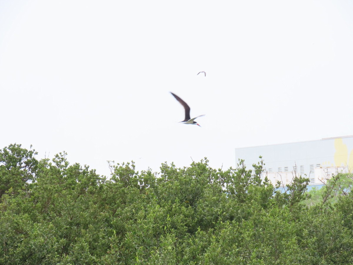 Amerikascherenschnabel - ML647059430