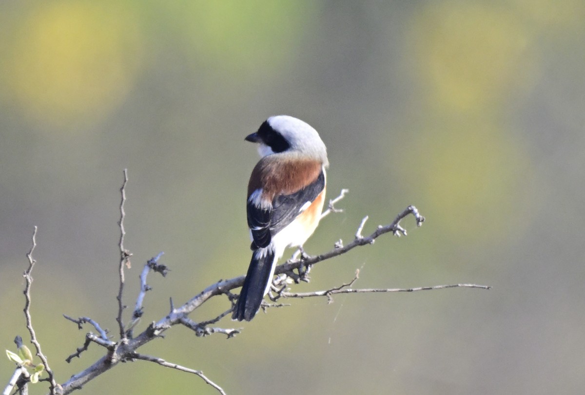 ťuhýk indický - ML647059434