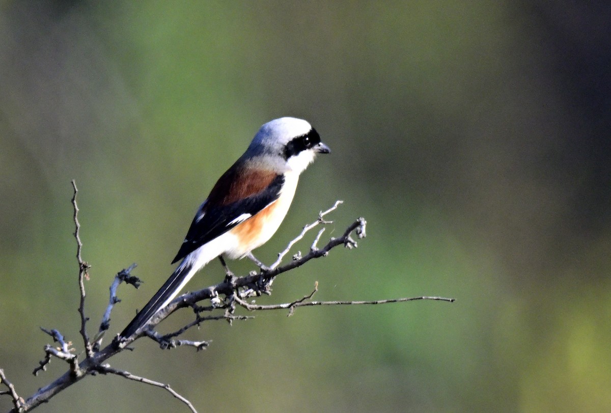 ťuhýk indický - ML647059435