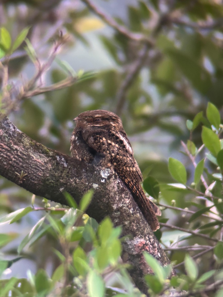 Chuck-will's-widow - ML647059440