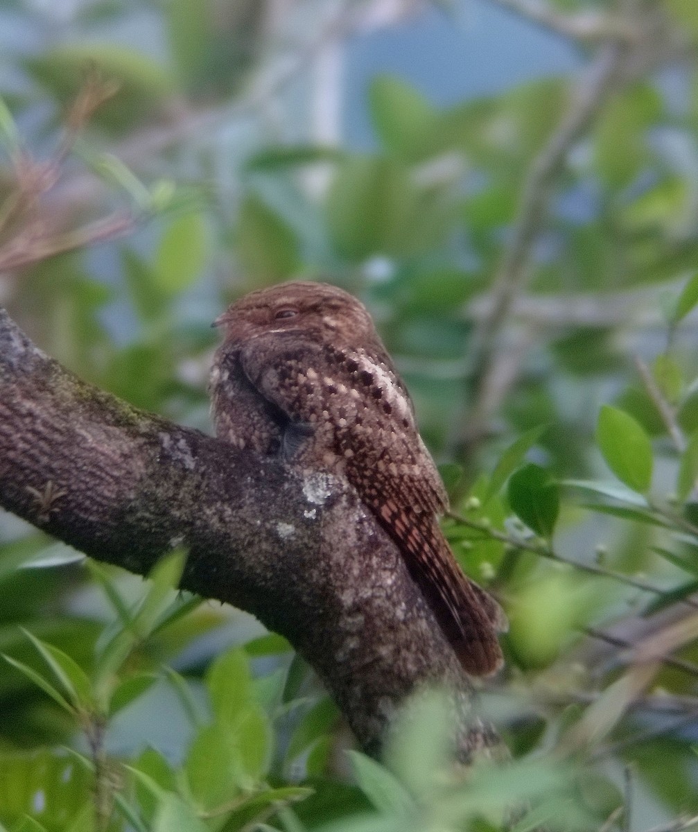 Chuck-will's-widow - ML647059441