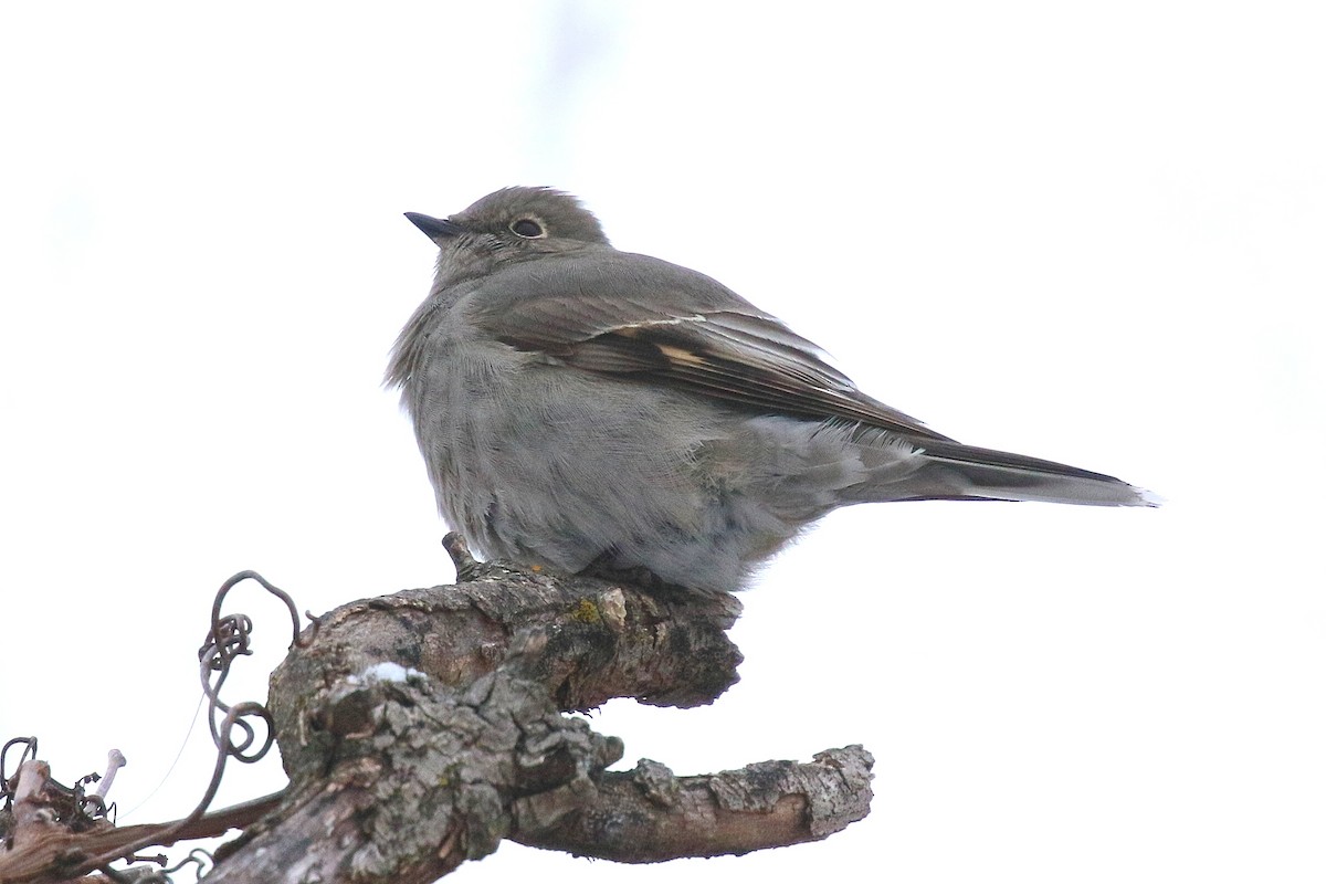 Townsend's Solitaire - ML647059443
