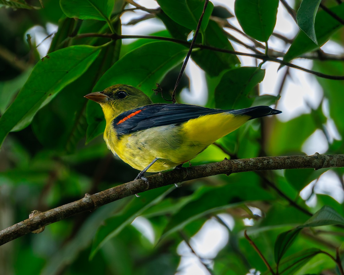 Scarlet Tanager - ML647059445