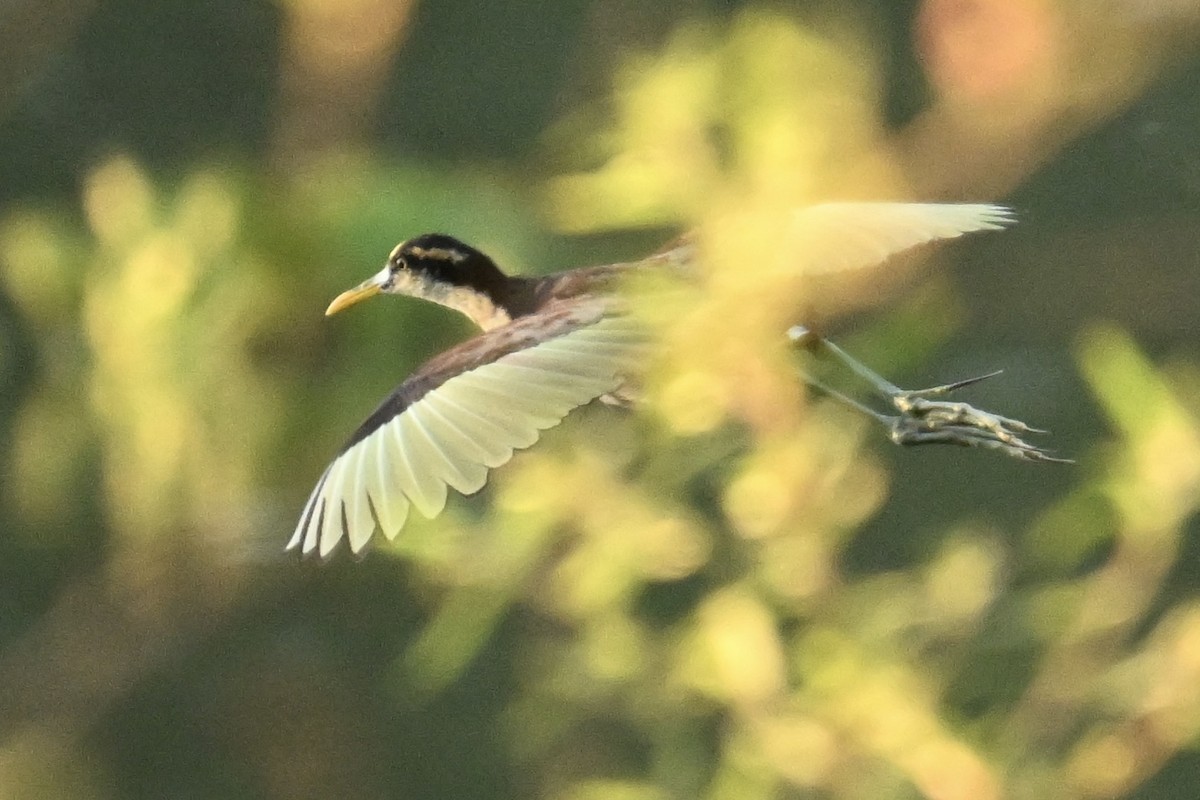Northern Jacana - ML647059446