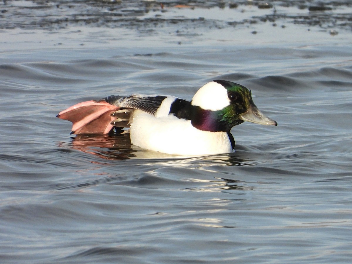 Гоголь-головастик - ML647059457