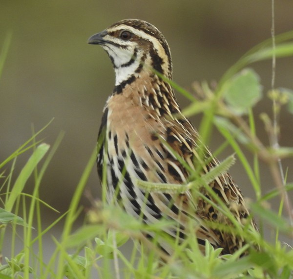 Rain Quail - ML647059480