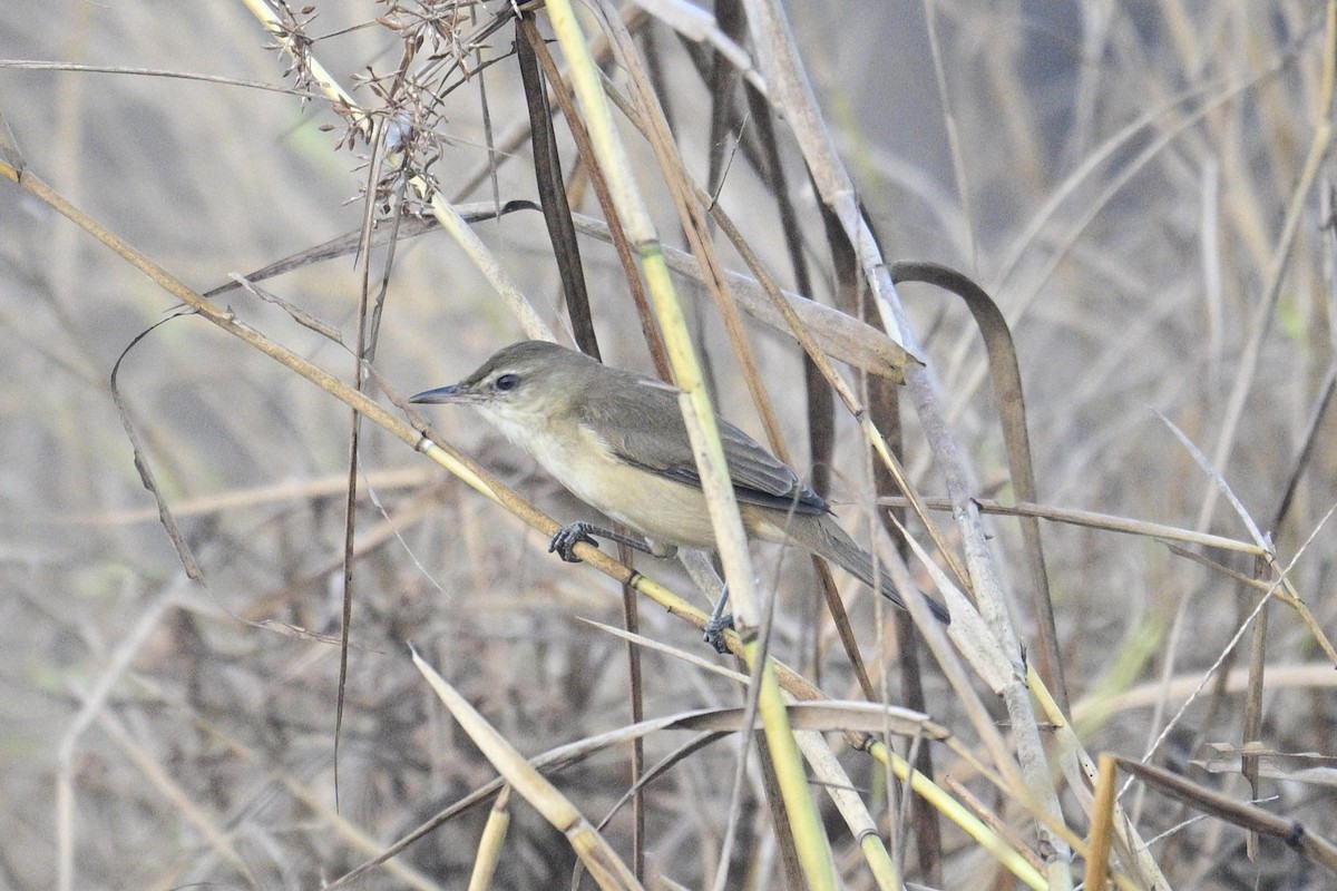 קנית אפריקנית - ML647059487