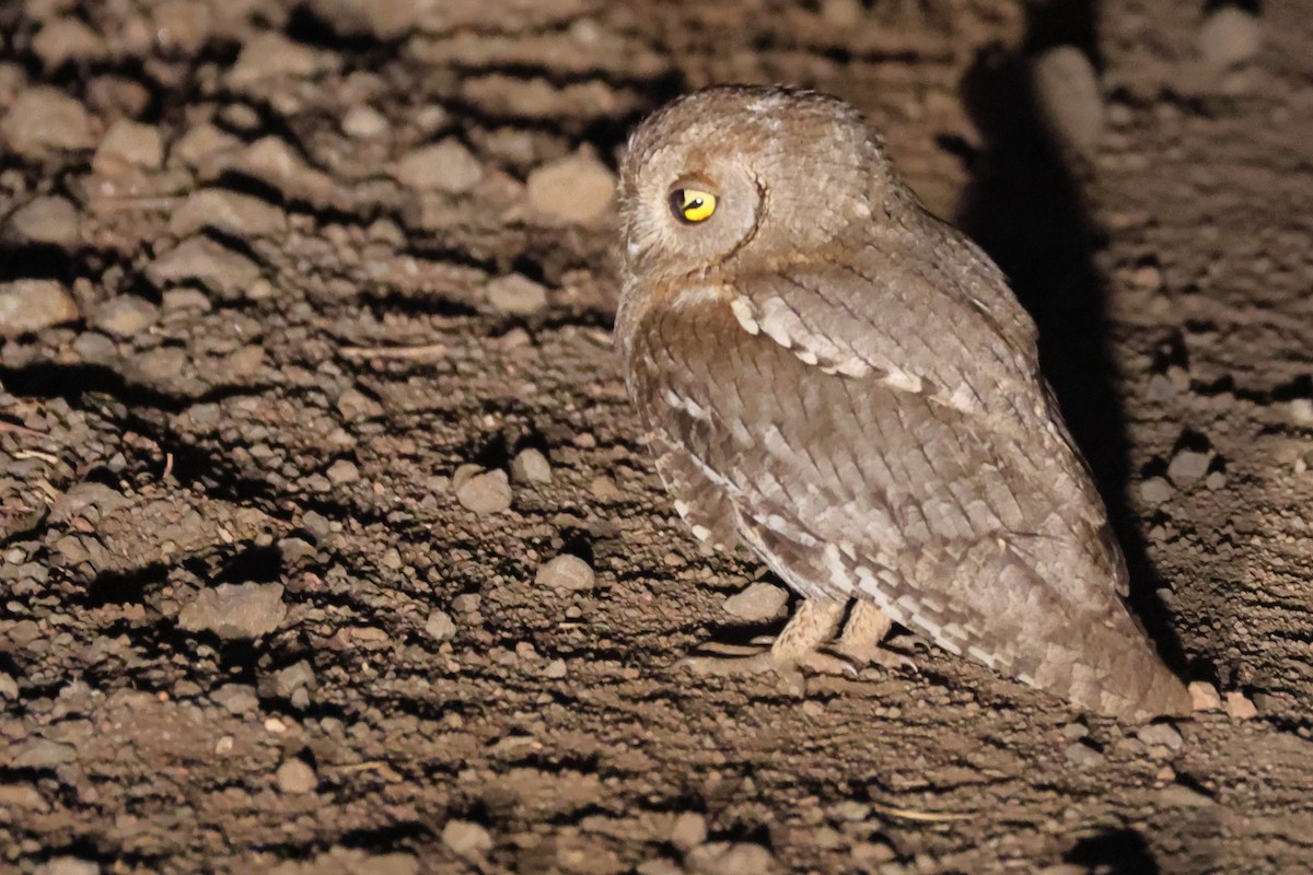 Eurasian Scops-Owl - ML647059493