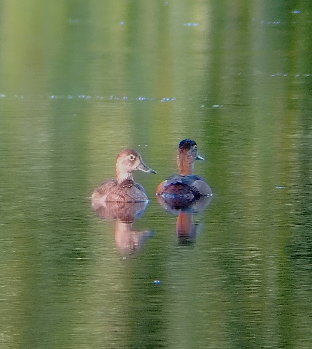 Ring-necked Duck - ML647059497