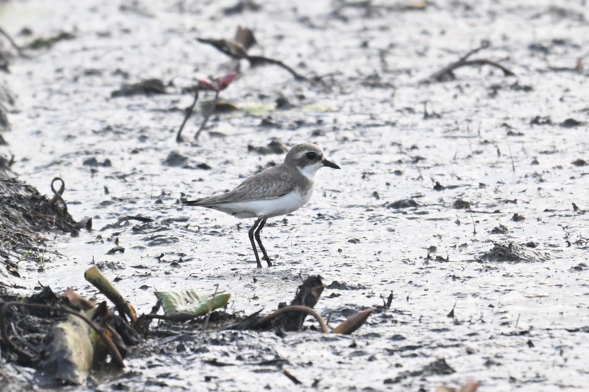 Tibet Cılıbıtı - ML647059503