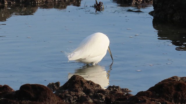 לבנית אמריקנית - ML647059505