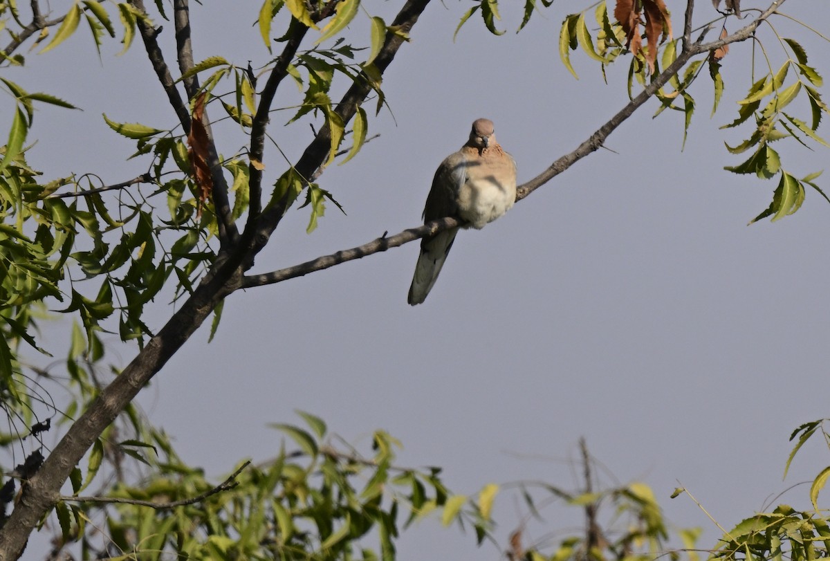 Малая горлица - ML647059507