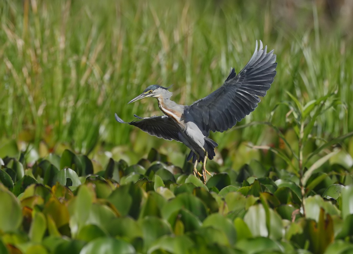 Striated Heron - ML647059511