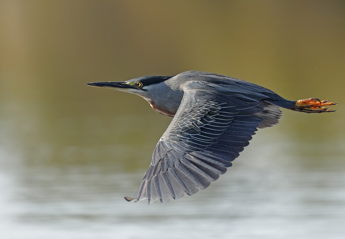 Striated Heron - ML647059512