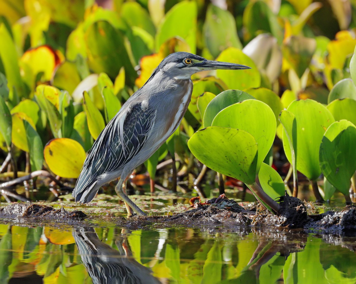 Striated Heron - ML647059513