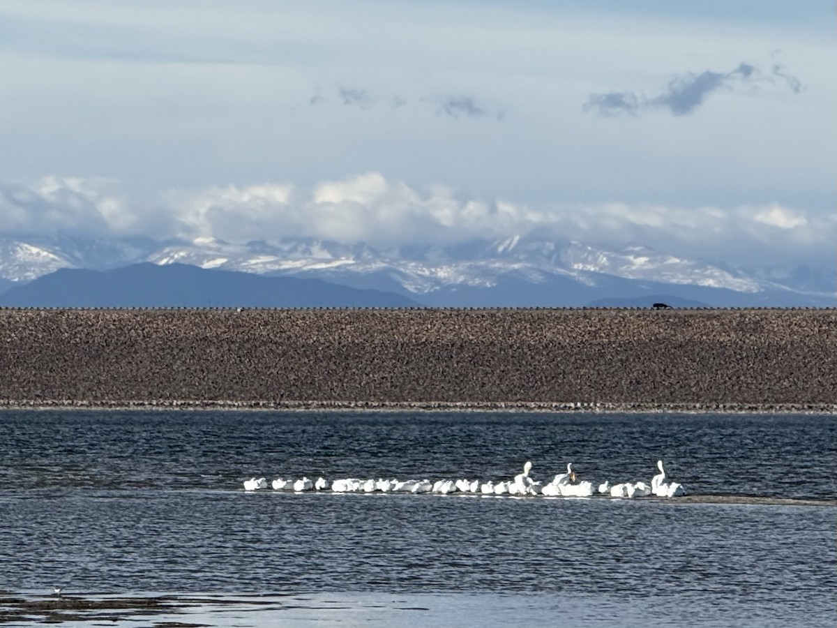 American White Pelican - ML647059518