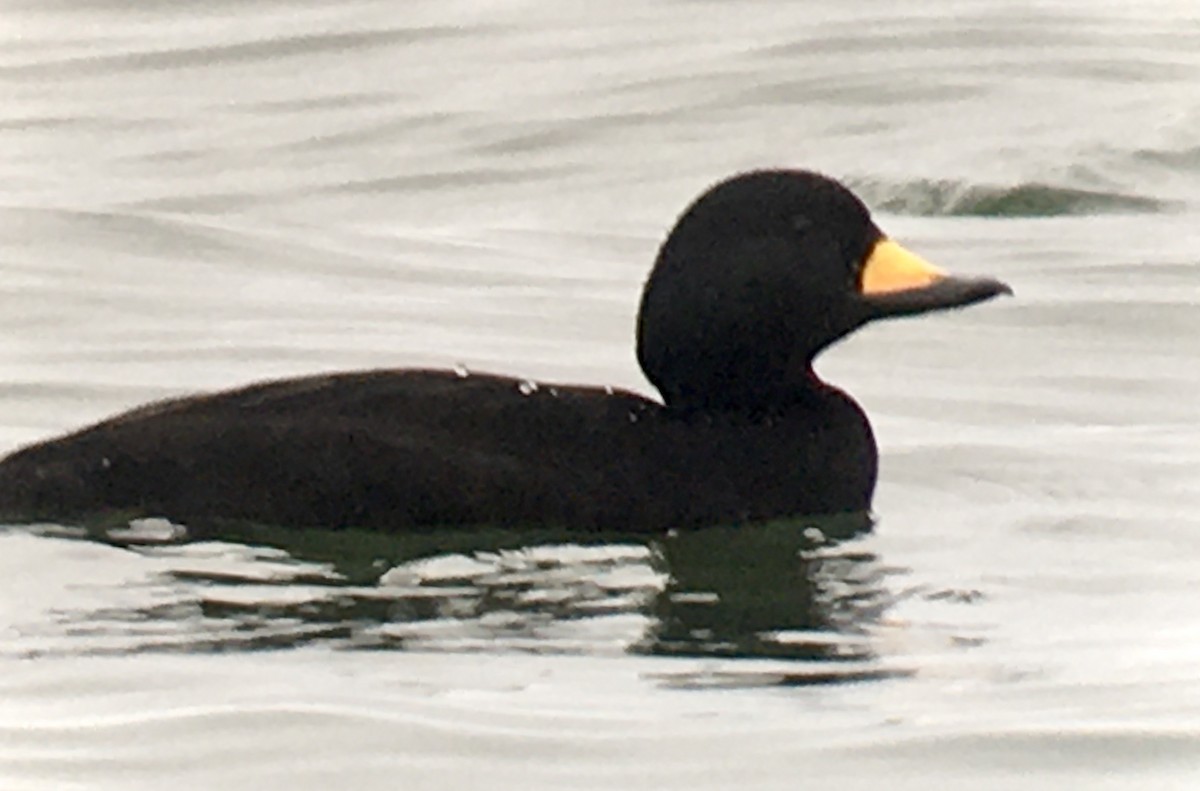 クロガモ - ML647059522