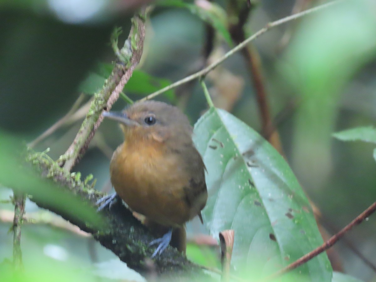 Dusky Antbird - ML647059525
