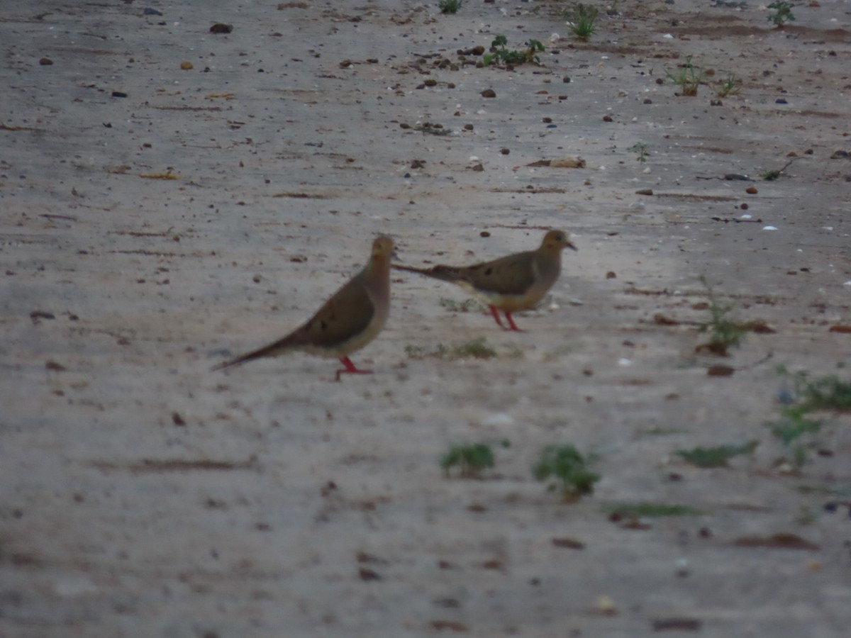 Mourning Dove - ML647059531