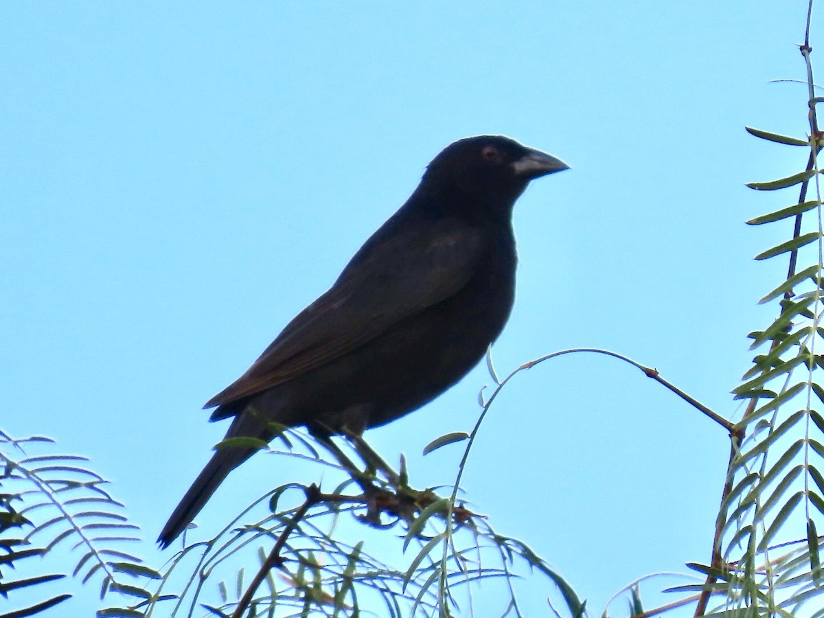 Rotaugen-Kuhstärling - ML647059535