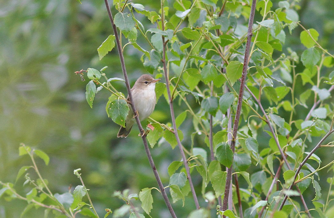 Marsh Warbler - ML647059537