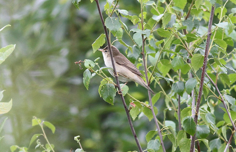Marsh Warbler - ML647059540
