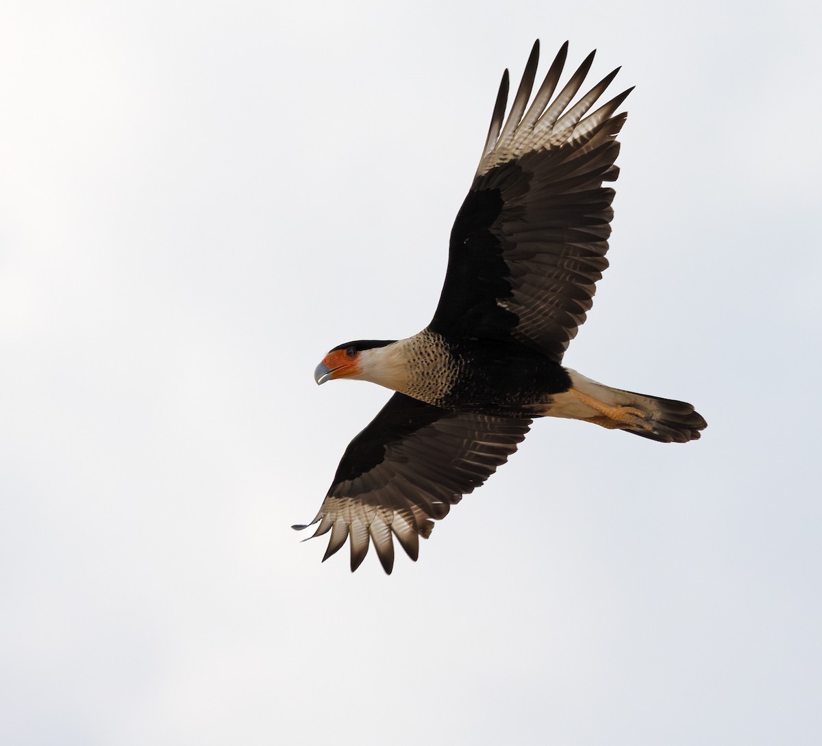 Crested Caracara - ML647059541