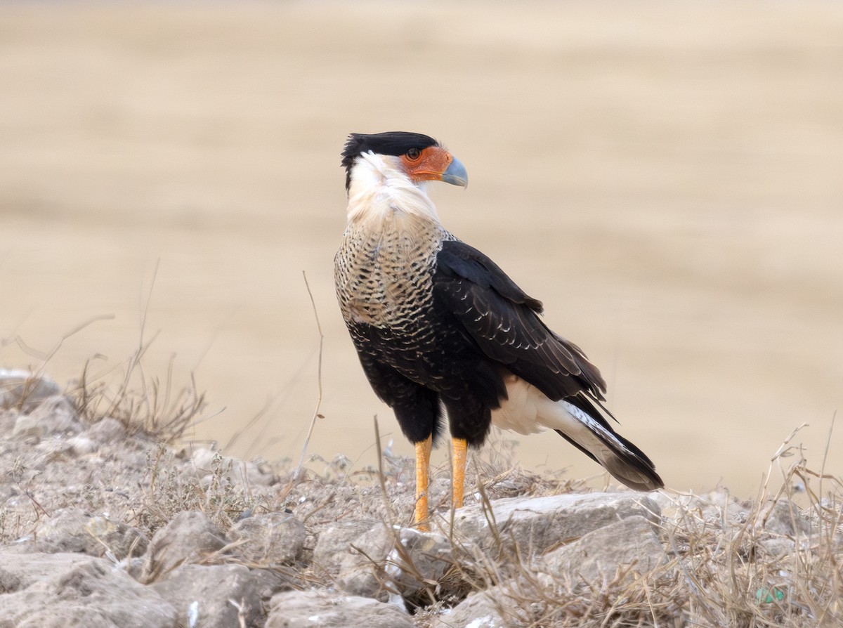 Crested Caracara - ML647059542