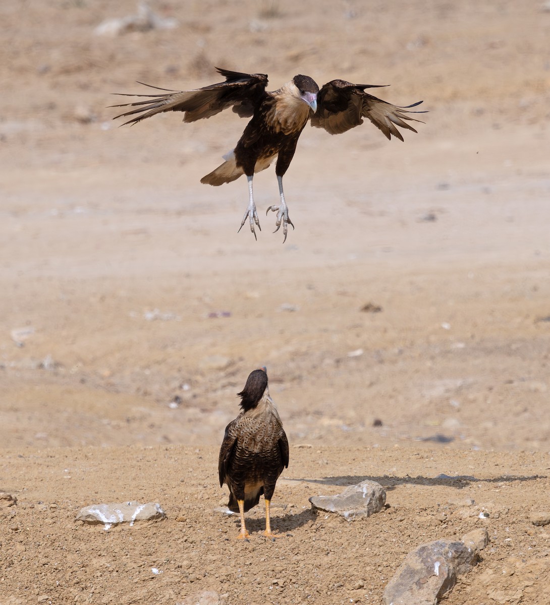 Crested Caracara - ML647059545