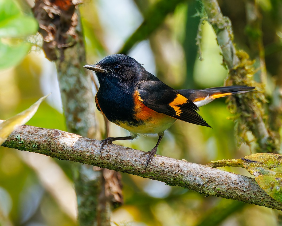 סבכון חכלילי - ML647059546