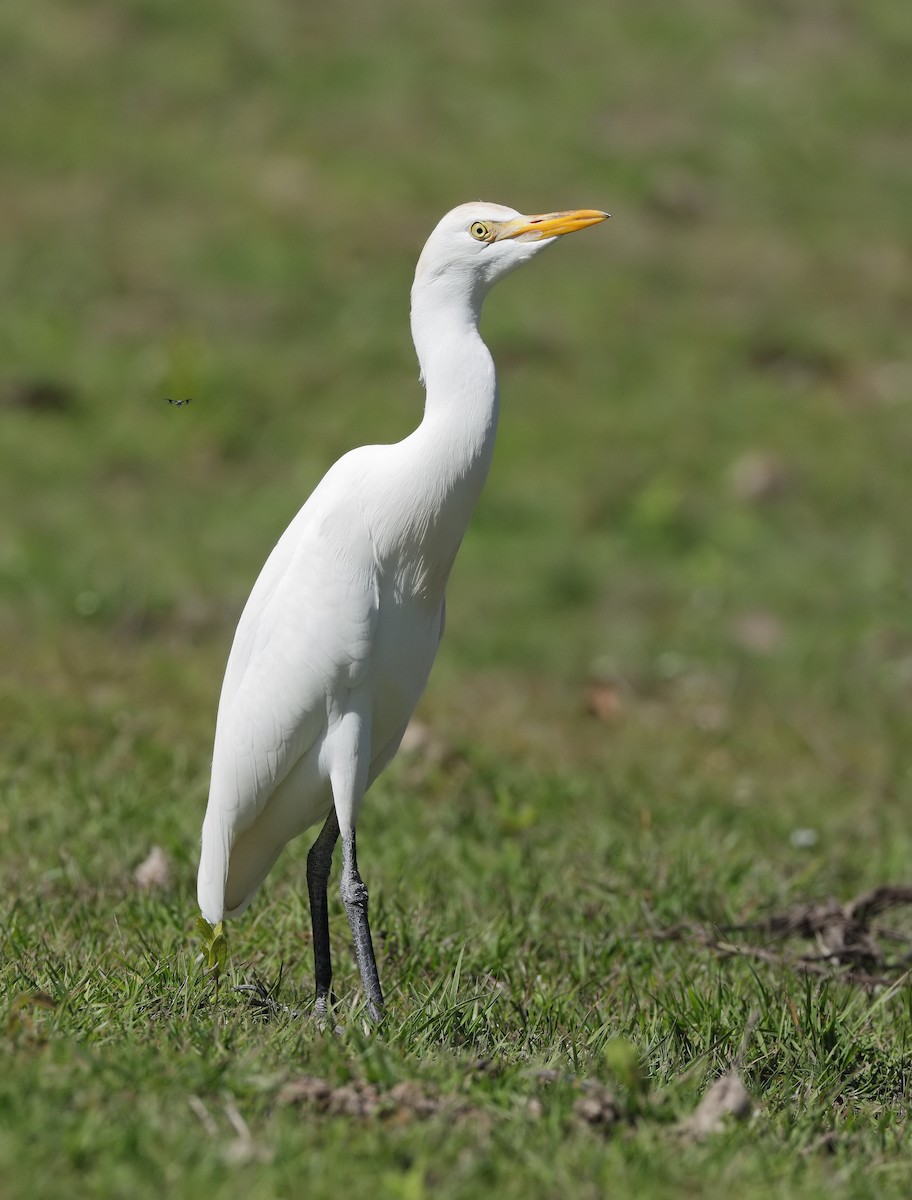 Western Cattle-Egret - ML647059549