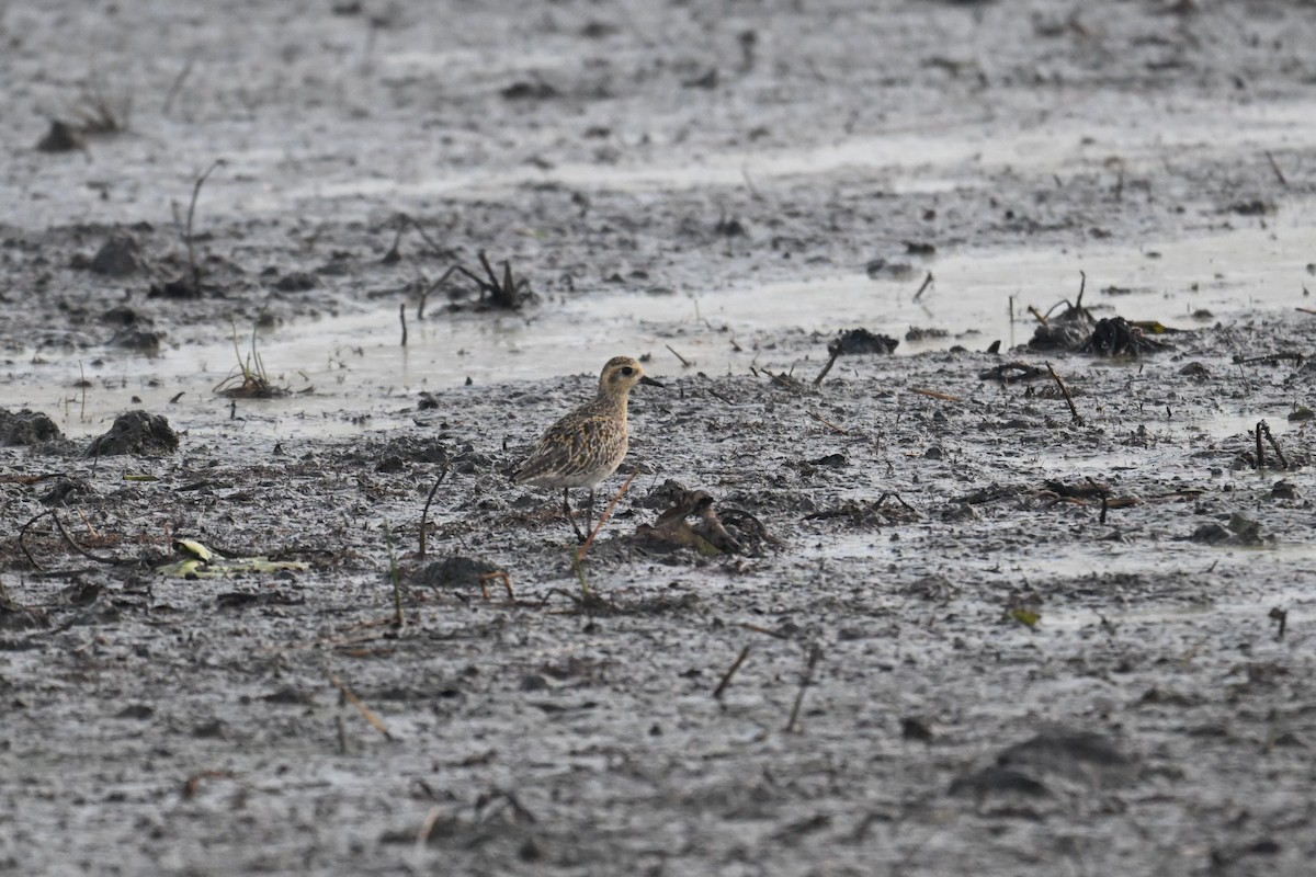 Küçük Altın Yağmurcun - ML647059552