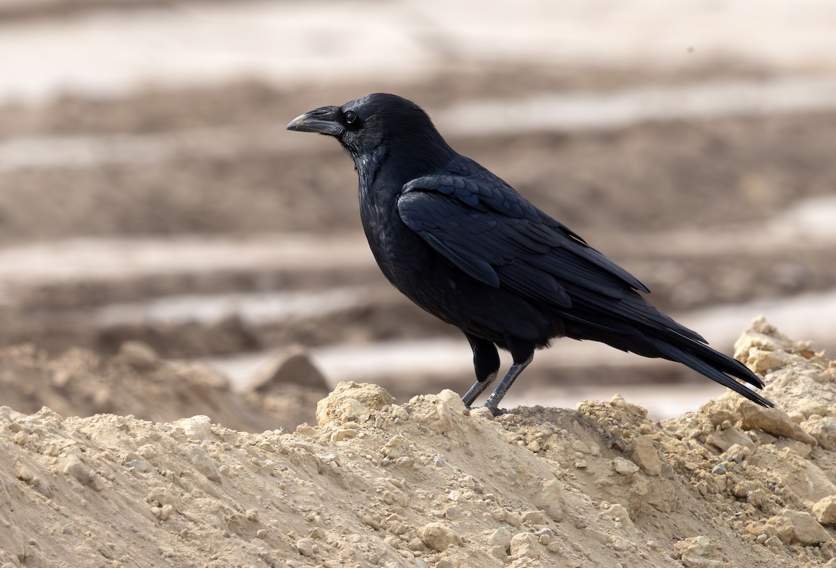 Chihuahuan Raven - ML647059554