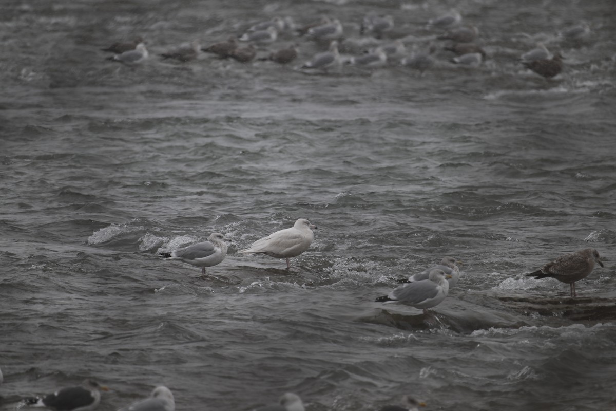 Glaucous Gull - ML647059559