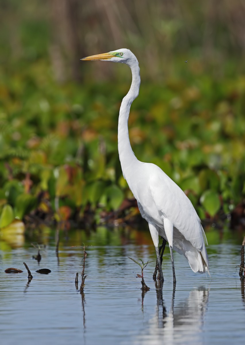 Цасч дэглий - ML647059565