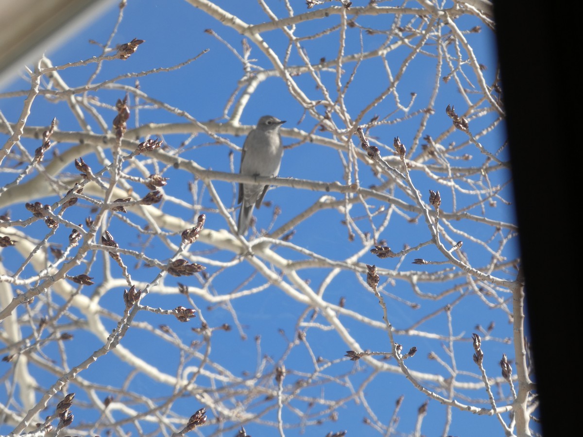 Townsend's Solitaire - ML647059566