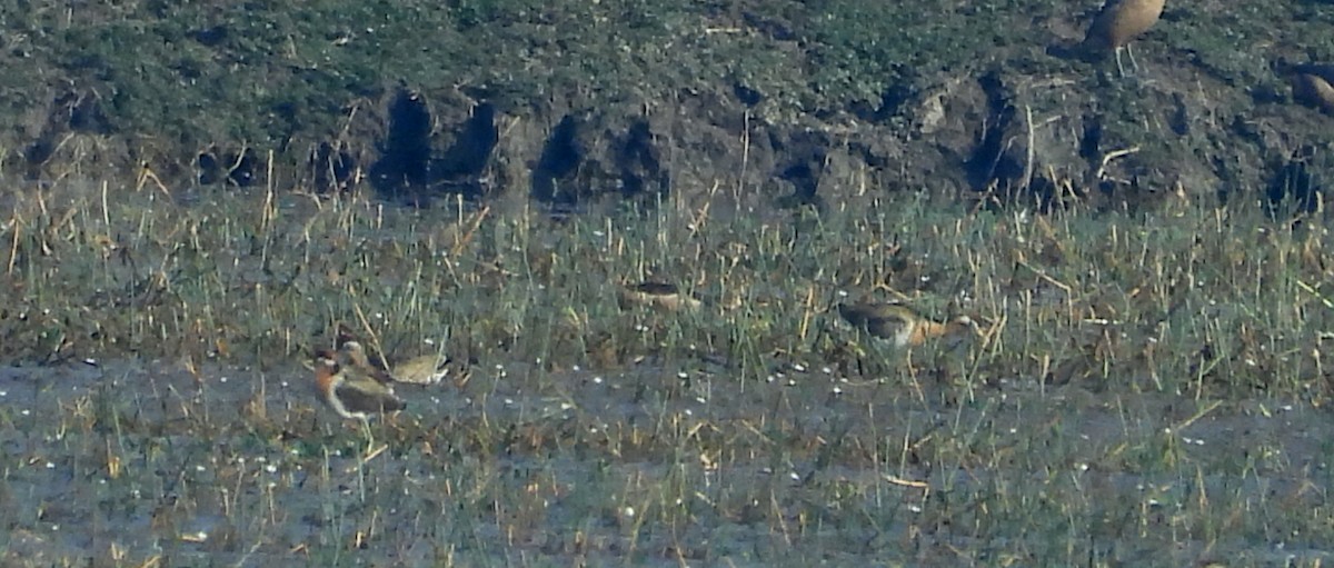 Фазанохвостая якана - ML647059568