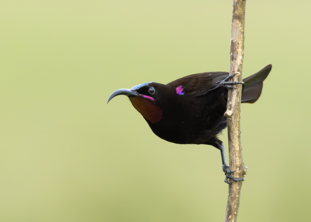 Amethyst Sunbird - ML647059572