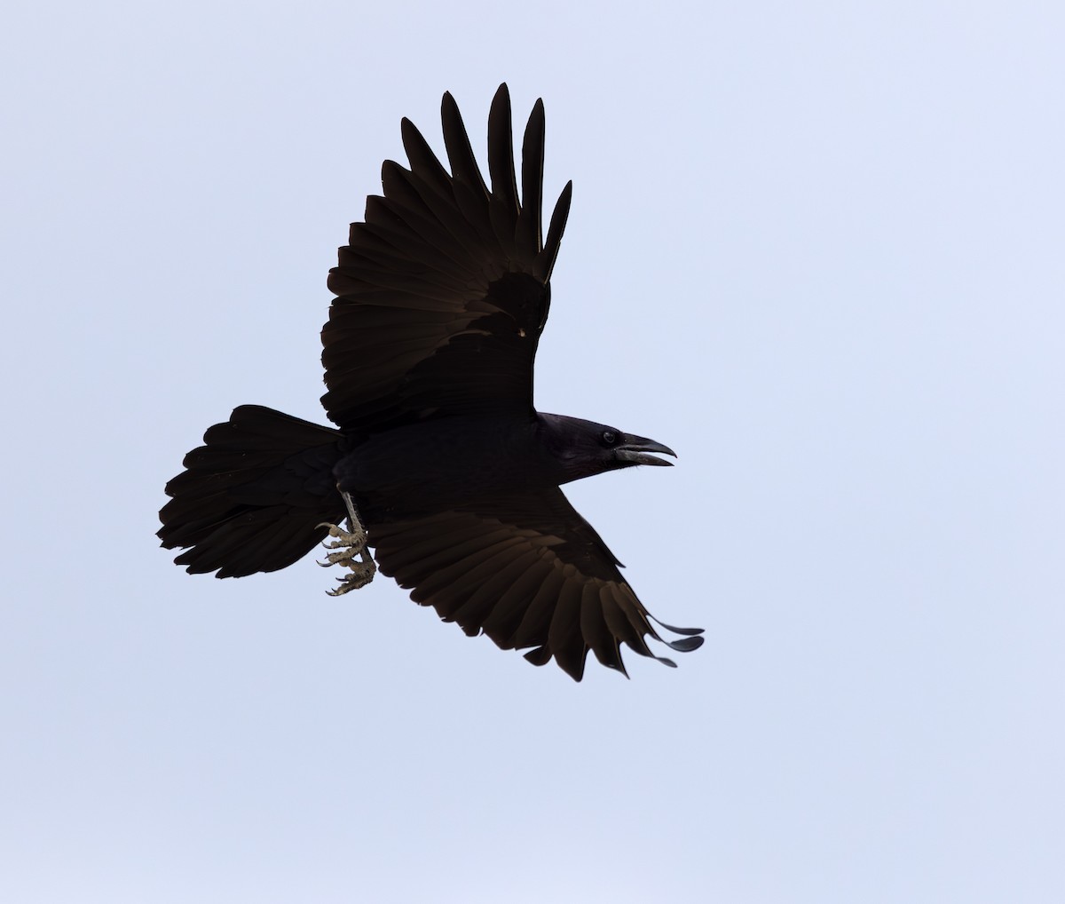 Chihuahuan Raven - ML647059575