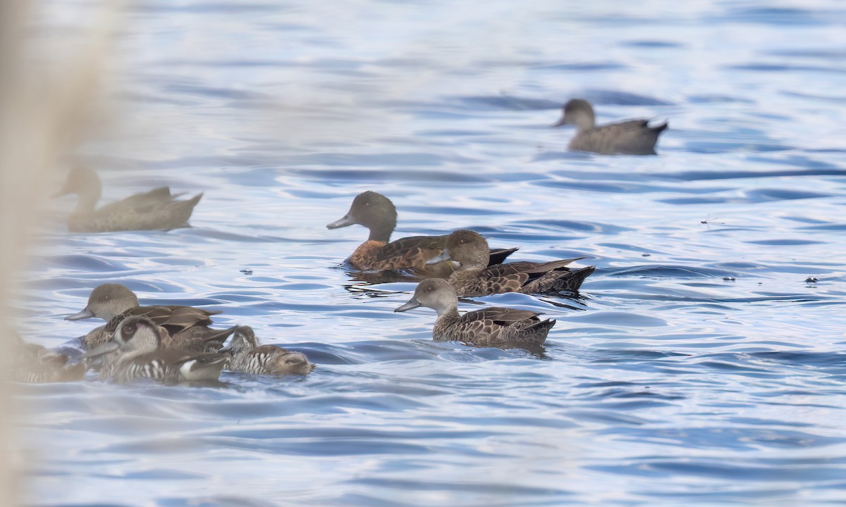 Chestnut Teal - ML647059577