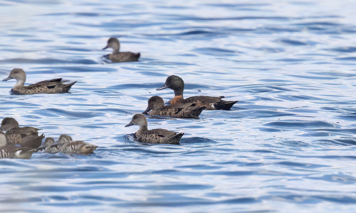 Chestnut Teal - ML647059578