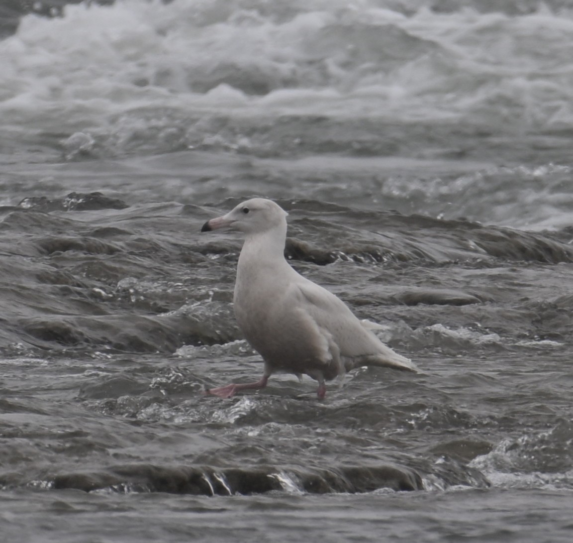 Glaucous Gull - ML647059579