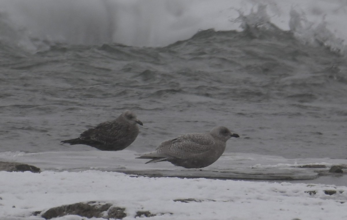 アイスランドカモメ - ML647059582