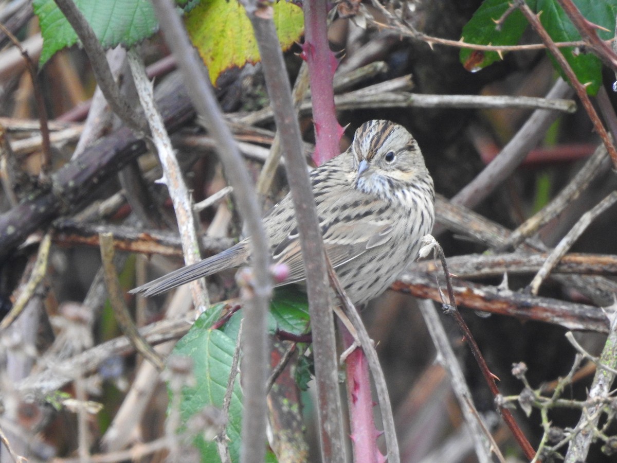 Lincoln's Sparrow - ML647059586