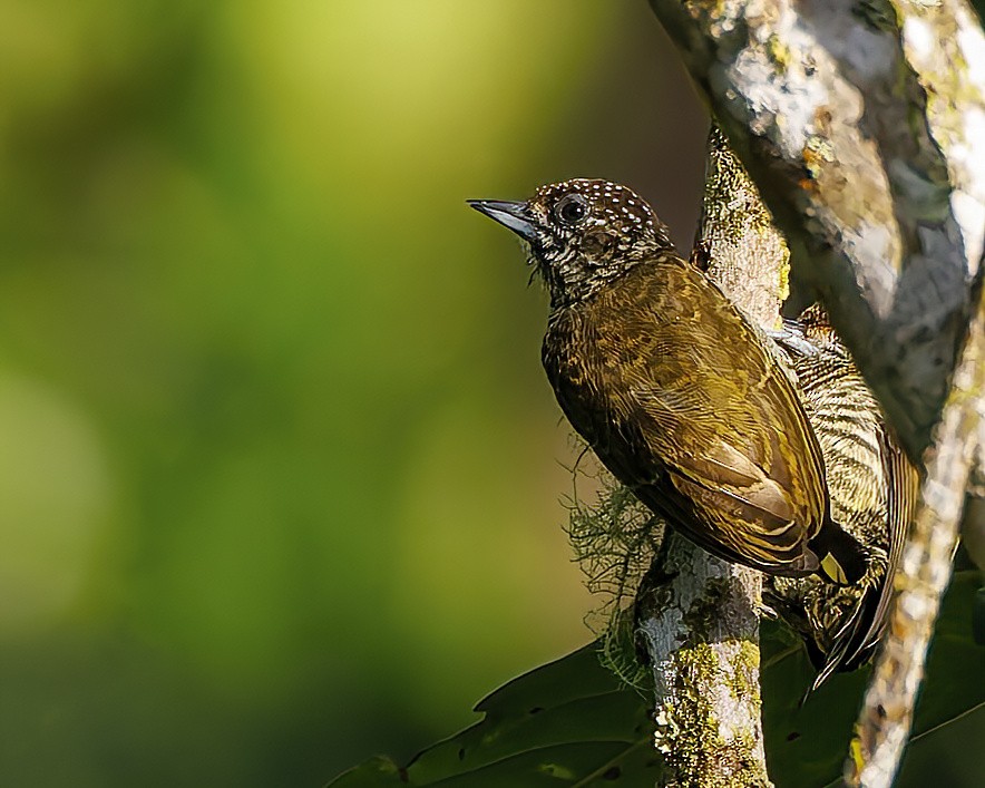 Lafresnaye's Piculet - ML647059592