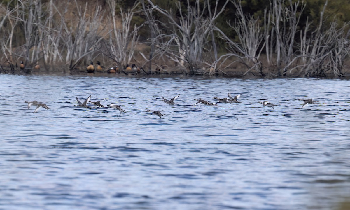 Hoary-headed Grebe - ML647059594