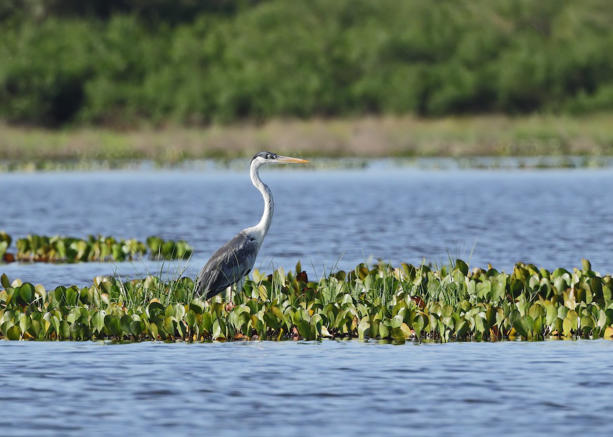 Cocoi Heron - ML647059596