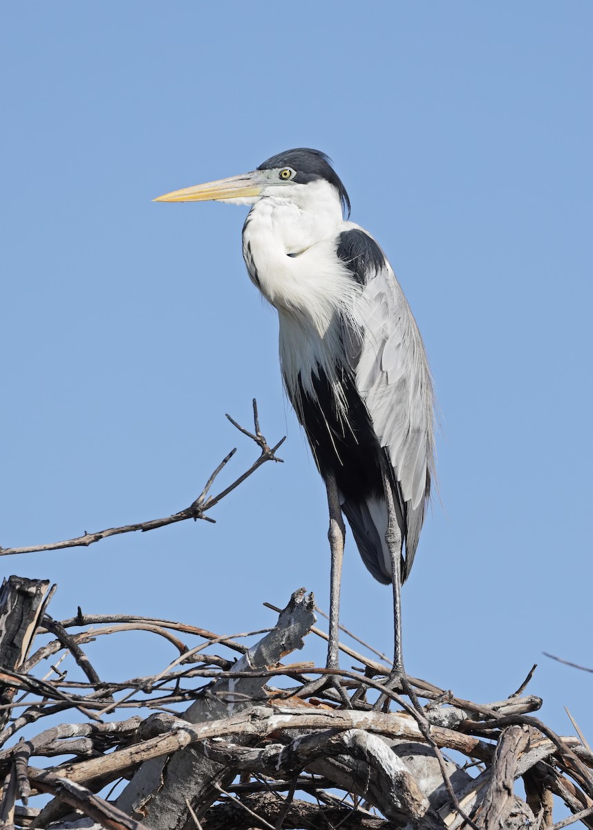 Cocoi Heron - ML647059597