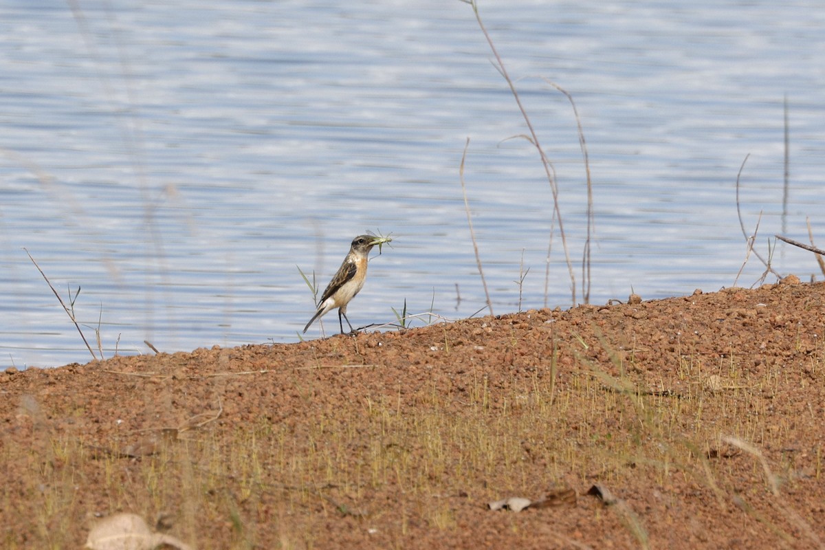 Amur Stonechat - ML647059600
